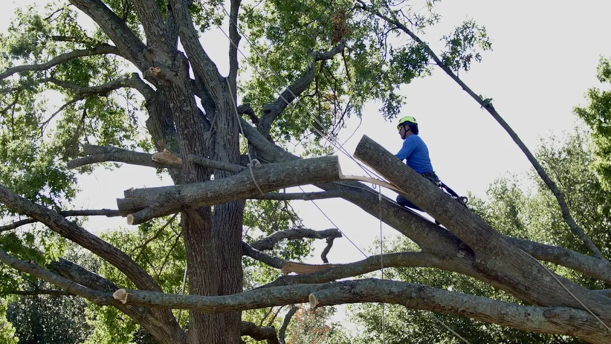 Professional Crown Thinning performed by certified arborists in North Hills