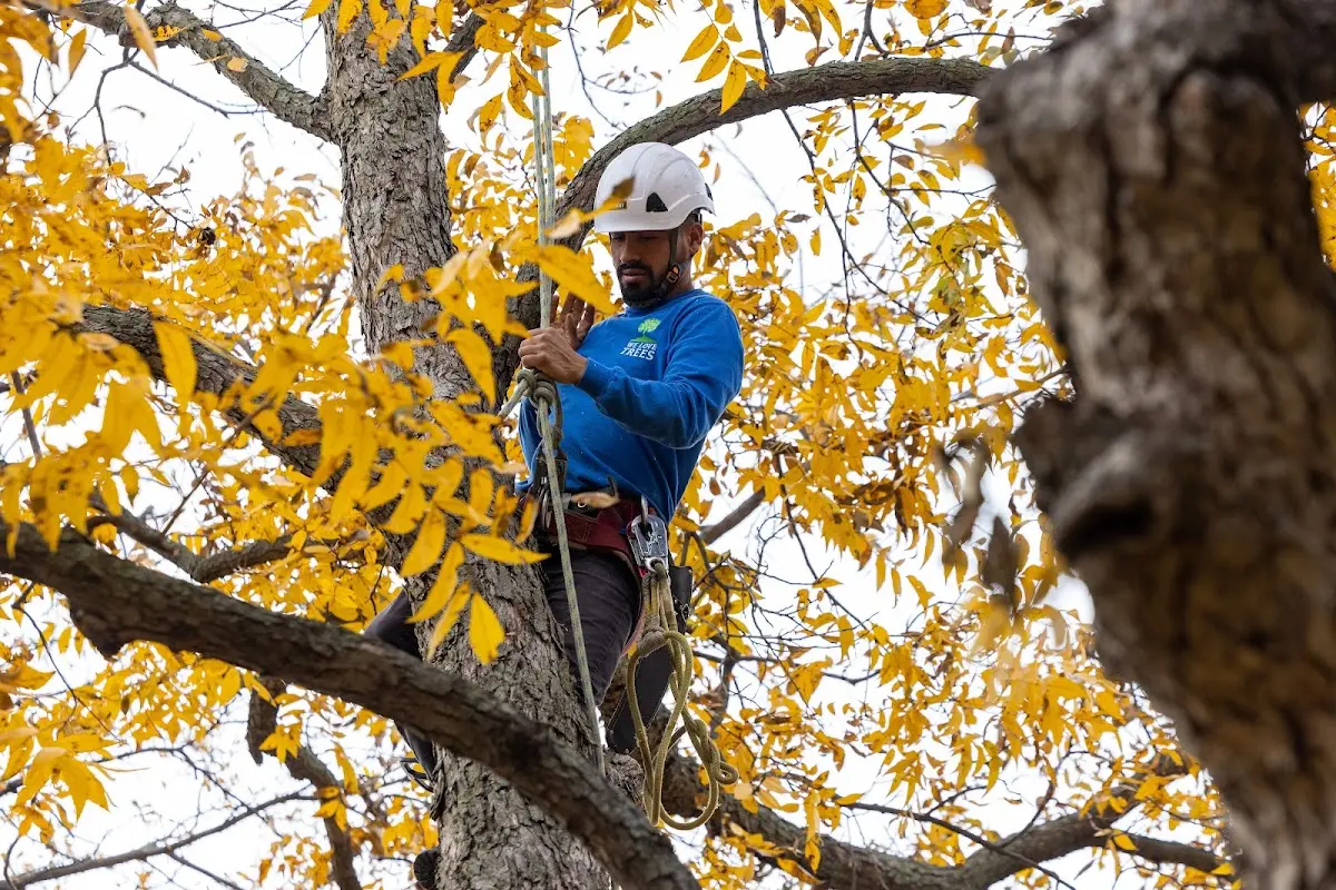 Skilled Tree Planing crew working in North Hills